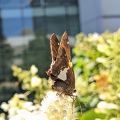 Epargyreus clarus