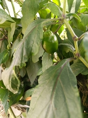 Capsicum pubescens