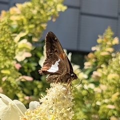 Epargyreus clarus
