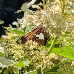 Epargyreus clarus