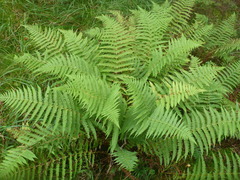 Oreopteris limbosperma