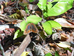 Junonia
