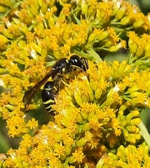 Ancistrocerus antilope