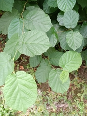 Corylus