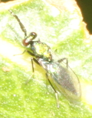 Entedoninae