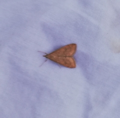 Udea ferrugalis