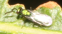Entedoninae