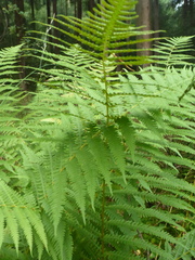 Oreopteris limbosperma