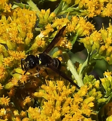 Ancistrocerus antilope