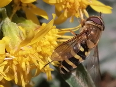 Syrphus torvus