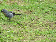 Fringilla coelebs moreletti