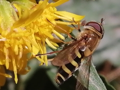 Syrphus torvus