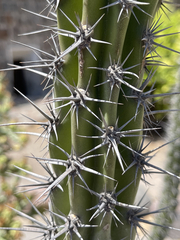 Stenocereus gummosus