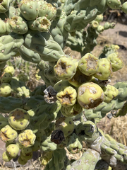 Cylindropuntia cholla