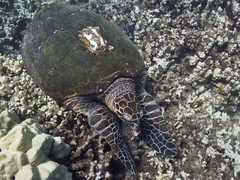 Eretmochelys imbricata