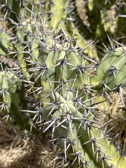 Myrtillocactus cochal