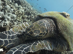 Eretmochelys imbricata