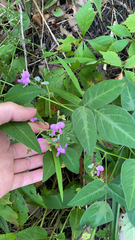 Desmodium paniculatum
