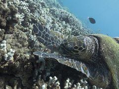 Eretmochelys imbricata