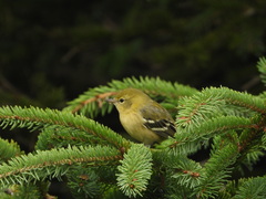 Setophaga castanea