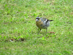 Fringilla coelebs moreletti