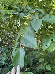 Ulmus rubra