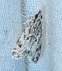 Eudonia strigalis