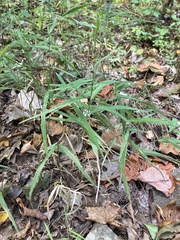 Muhlenbergia schreberi