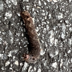 Noctuinae