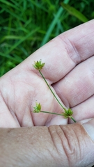Juncus acuminatus