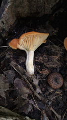 Cuphophyllus pratensis