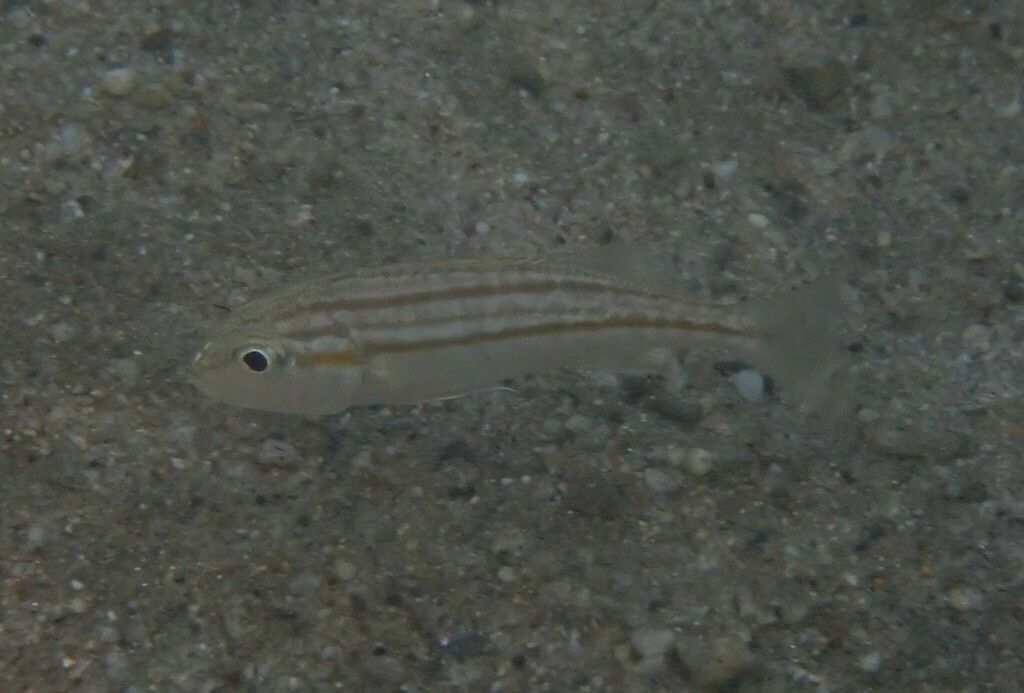 Gestreepte knorrepos (Pomadasys stridens) — Haemulidae