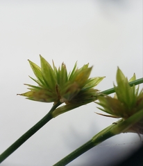 Juncus acuminatus