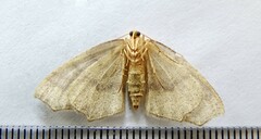 Lambdina fiscellaria