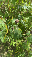 Monarda fistulosa