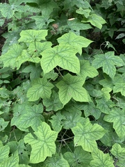 Rubus odoratus