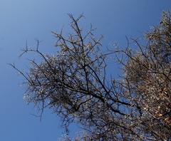 Loranthaceae