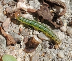 Achyra rantalis