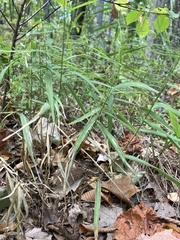 Muhlenbergia schreberi