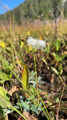 Eriophorum gracile
