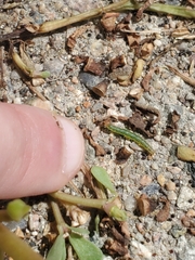 Achyra rantalis