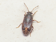 Stygnocoris