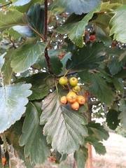 Scandosorbus intermedia
