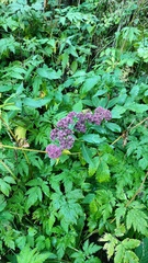 Hylotelephium telephium fabaria
