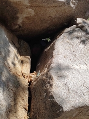 Petrosaurus thalassinus