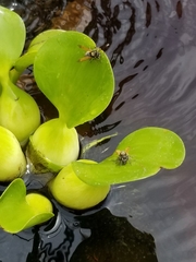 Brachygastra mellifica