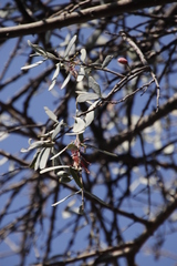 Loranthaceae