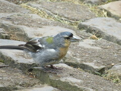 Fringilla coelebs moreletti