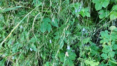 Campanula scheuchzeri
