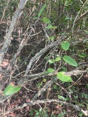 Lonicera japonica